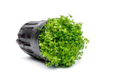 Healthy Micranthemum 'Monte Carlo' aquatic plant from CPA with vibrant green, ground-cover growth suitable for freshwater aquariums.