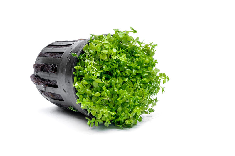 Healthy Micranthemum 'Monte Carlo' aquatic plant from CPA with vibrant green, ground-cover growth suitable for freshwater aquariums.
