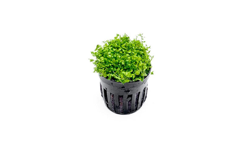 Healthy Micranthemum 'Monte Carlo' aquatic plant from CPA, displaying lush green, low-growing foliage suitable for freshwater aquariums.