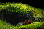 Micranthemum Monte Carlo Aquatic Farmer Tissue Culture Aquatic Plant - Buce Plant