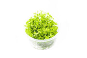 Micranthemum 'Monte Carlo' UNS Tissue Culture Aquatic Plant - Buce Plant