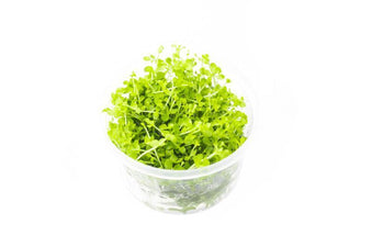 Micranthemum 'Monte Carlo' Tissue Culture Aquarium Plant — Buce Plant