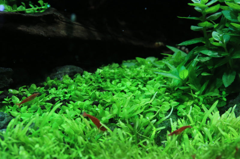 Micranthemum 'Monte Carlo' UNS Tissue Culture Aquatic Plant - Buce Plant