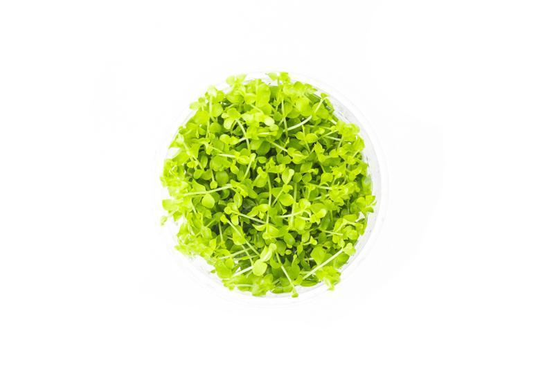 Micranthemum 'Monte Carlo' UNS Tissue Culture Aquatic Plant - Buce Plant