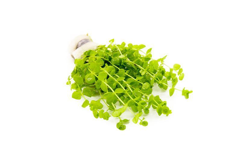 Healthy Micranthemum Umbrosum aquatic plant from ACW, with dense green foliage ideal for freshwater aquariums.