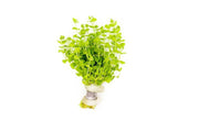 Healthy Micranthemum Umbrosum aquatic plant from ACW with lush green, compact foliage suitable for freshwater aquariums.