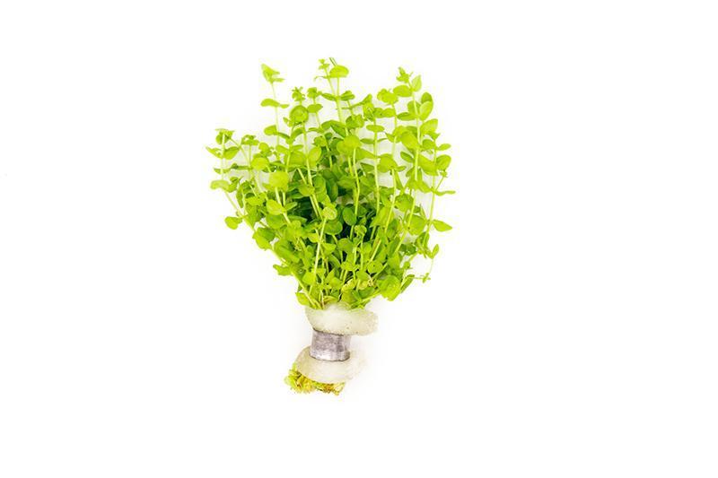 Healthy Micranthemum Umbrosum aquatic plant from ACW with lush green, compact foliage suitable for freshwater aquariums.