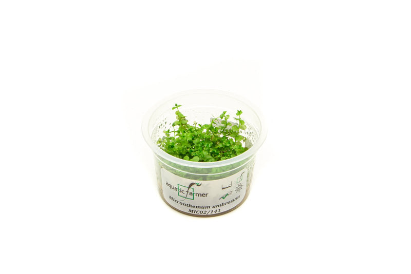 Micranthemum Umbrosum Aquatic Farmer Tissue Culture Aquatic Plant - Buce Plant