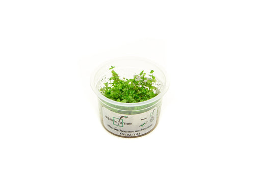 Micranthemum Umbrosum Aquatic Farmer Tissue Culture - BucePlant.com