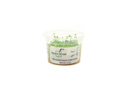 Micranthemum Umbrosum Aquatic Farmer Tissue Culture Aquatic Plant - Buce Plant