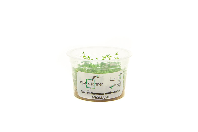 Micranthemum Umbrosum Aquatic Farmer Tissue Culture Aquatic Plant - Buce Plant