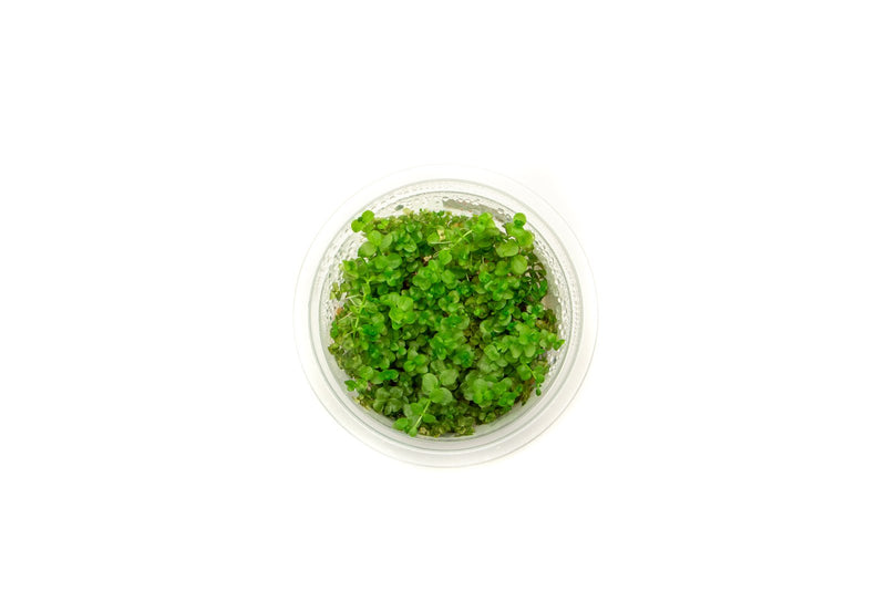 Micranthemum Umbrosum Aquatic Farmer Tissue Culture Aquatic Plant - Buce Plant