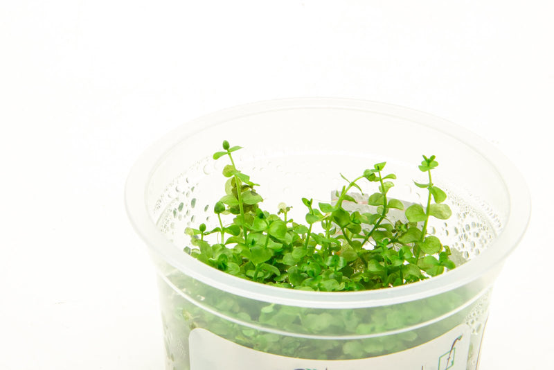 Micranthemum Umbrosum Aquatic Farmer Tissue Culture Aquatic Plant - Buce Plant