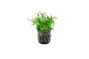 Micro Sword / Lilaeopsis Novaezelandiae Aquatic Plant - Buce Plant