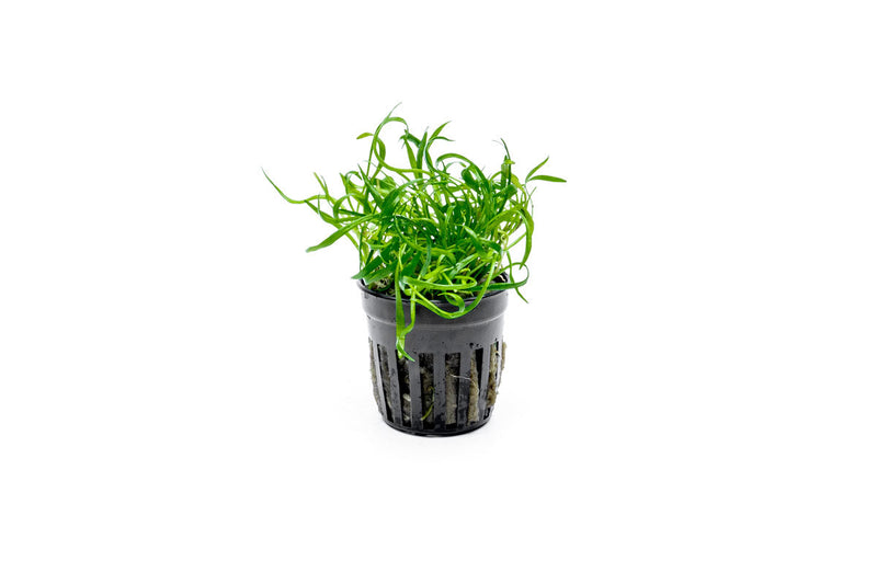 Micro Sword / Lilaeopsis Novaezelandiae Aquatic Plant - Buce Plant