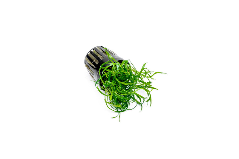 Micro Sword / Lilaeopsis Novaezelandiae Aquatic Plant - Buce Plant