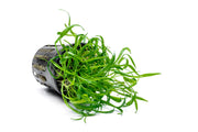 Micro Sword / Lilaeopsis Novaezelandiae Aquatic Plant - Buce Plant