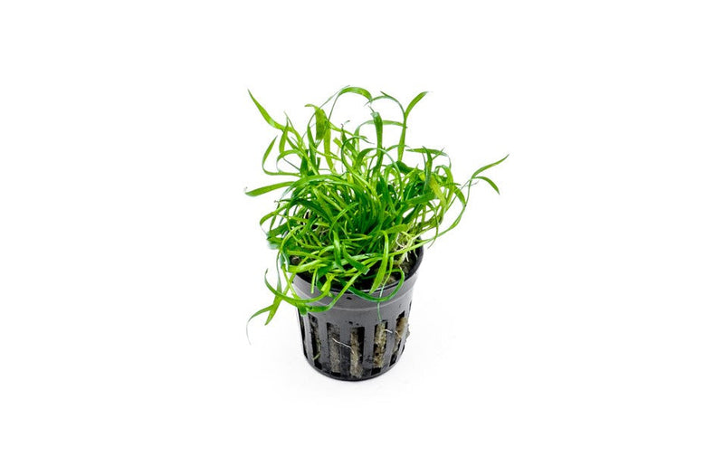 Micro Sword / Lilaeopsis Novaezelandiae Aquatic Plant - Buce Plant