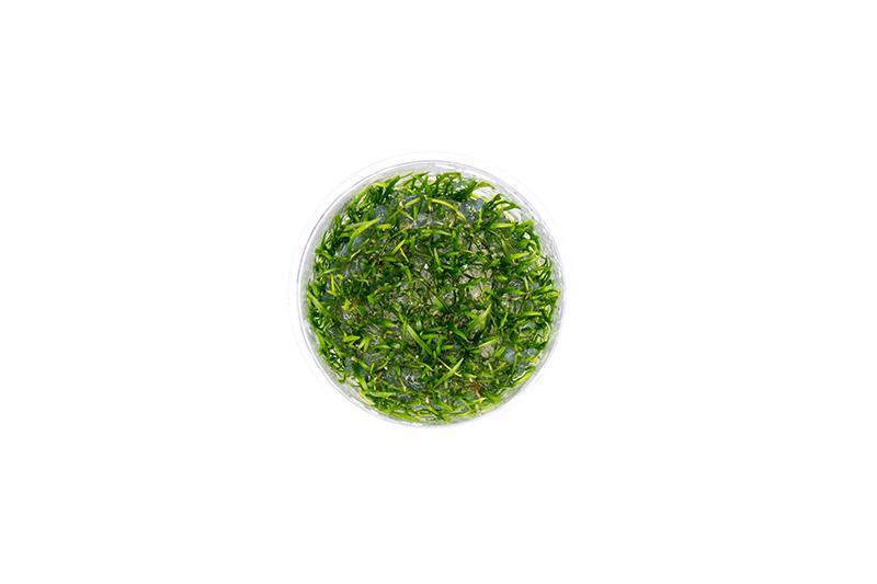 Micro Sword / Lilaeopsis Novaezelandiae UNS Tissue Culture Aquatic Plant - Buce Plant