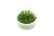 Micro Sword / Lilaeopsis Novaezelandiae UNS Tissue Culture Aquatic Plant - Buce Plant