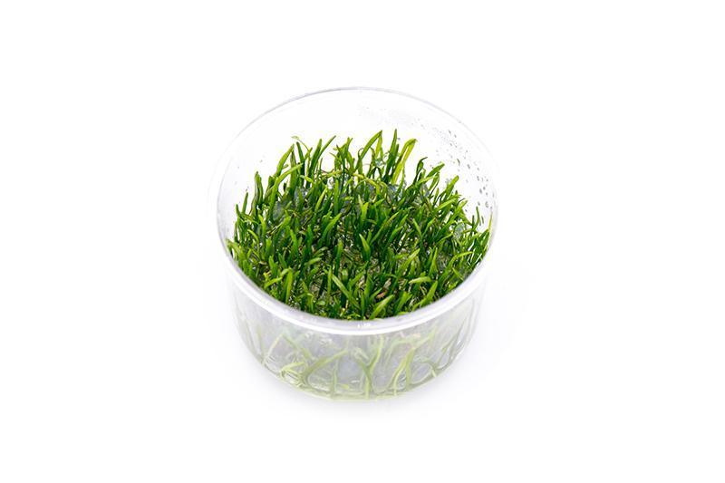 Micro Sword / Lilaeopsis Novaezelandiae UNS Tissue Culture Aquatic Plant - Buce Plant