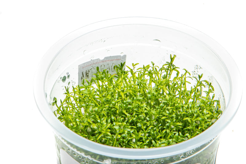 Microcarpaea Minima Merrill Aquatic Farmer Tissue Culture Aquatic Plant - Buce Plant