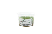 Microcarpaea Minima Merrill Aquatic Farmer Tissue Culture Aquatic Plant - Buce Plant
