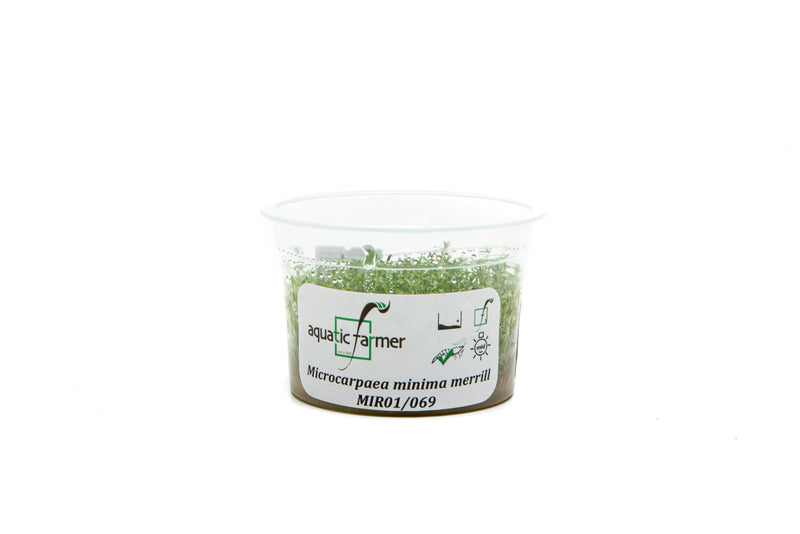 Microcarpaea Minima Merrill Aquatic Farmer Tissue Culture Aquatic Plant - Buce Plant