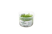 Microcarpaea Minima Merrill Aquatic Farmer Tissue Culture Aquatic Plant - Buce Plant