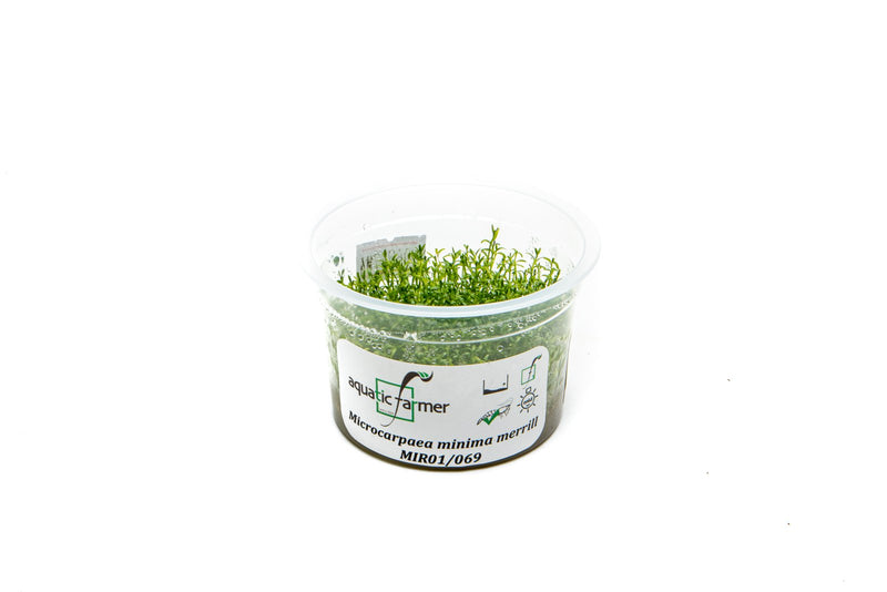 Microcarpaea Minima Merrill Aquatic Farmer Tissue Culture Aquatic Plant - Buce Plant