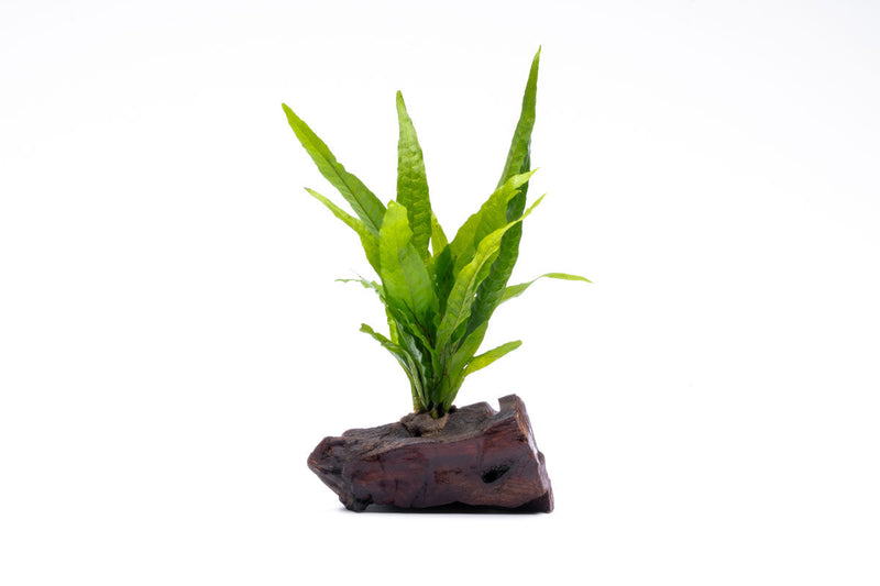 Java Fern on Driftwood Aquatic Plant - Buce Plant