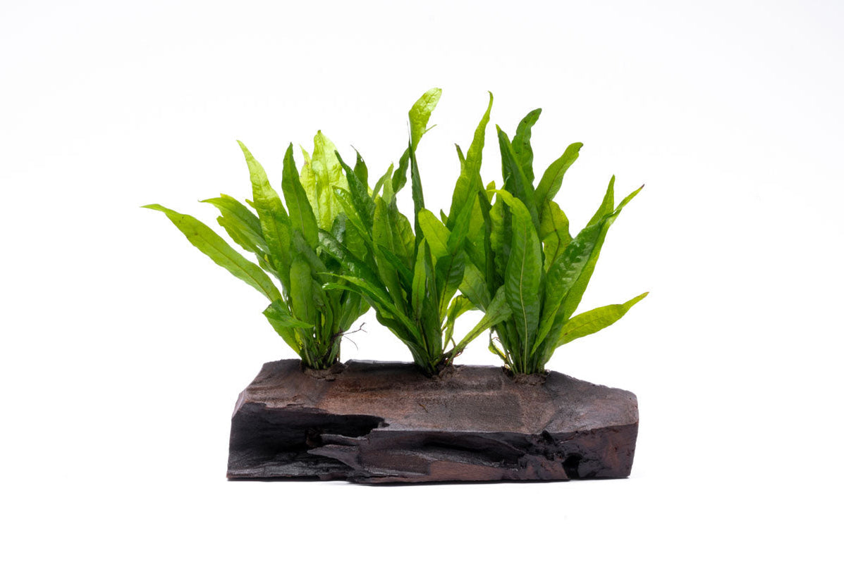 Java Fern (Microsorum Pteropus) on Driftwood - Buce Plant