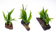 Java Fern on Driftwood Aquatic Plant - Buce Plant