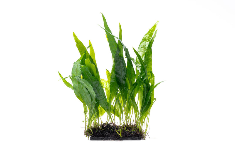 Java Fern Narrow on Mat Aquatic Plant - Buce Plant