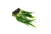 Java Fern Narrow on Mat Aquatic Plant - Buce Plant