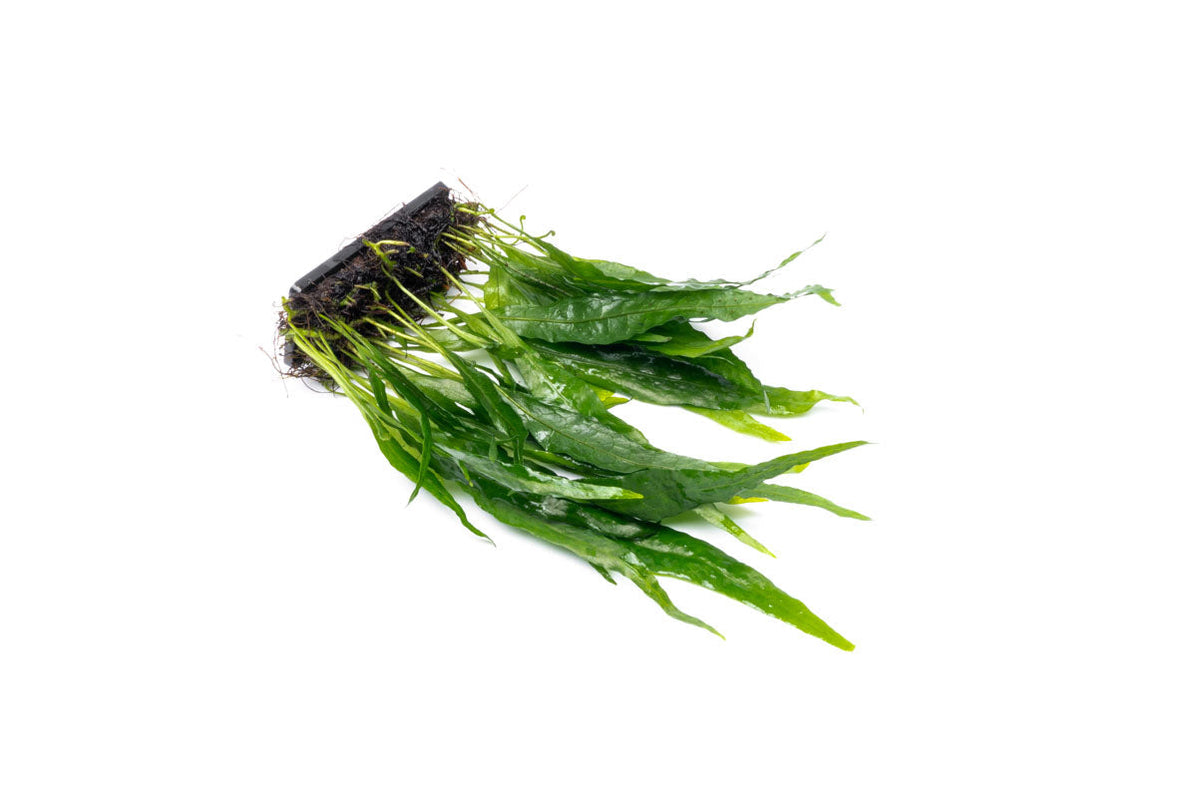 Java Fern sp Narrow on Mat | Aquarium Plant — Buce Plant