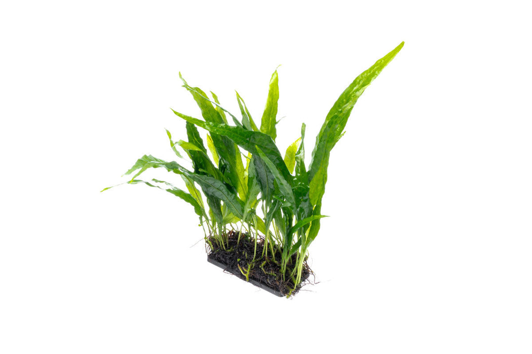 Java Fern sp Narrow on Mat | Aquarium Plant — Buce Plant