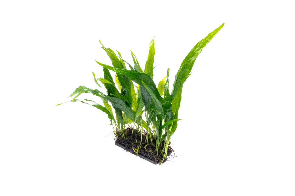 Java Fern sp Narrow on Mat | Aquarium Plant — Buce Plant