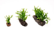 Java Fern 'Windelov' aquatic plant attached to driftwood, healthy green leaves, suitable for freshwater aquariums.