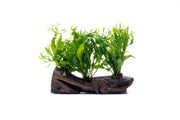 Java Fern 'Windelov' on driftwood, aquatic plant by CPA, with lush green fronds attached to natural wood for freshwater aquariums.