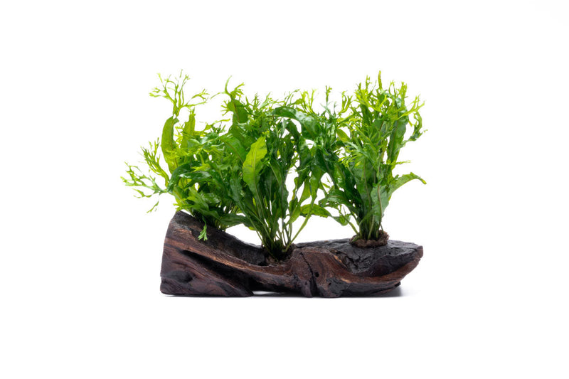 Java Fern 'Windelov' on driftwood, aquatic plant by CPA, with lush green fronds attached to natural wood for freshwater aquariums.