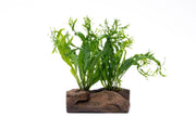 Java Fern 'Windelov' aquatic plant attached to driftwood, displayed in an aquarium setting. CPA brand.