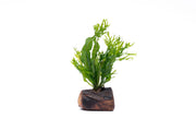 Java Fern 'Windelov' aquatic plant attached to driftwood, showcasing lush green fern fronds for freshwater aquarium decor.