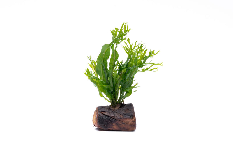 Java Fern 'Windelov' aquatic plant attached to driftwood, showcasing lush green fern fronds for freshwater aquarium decor.