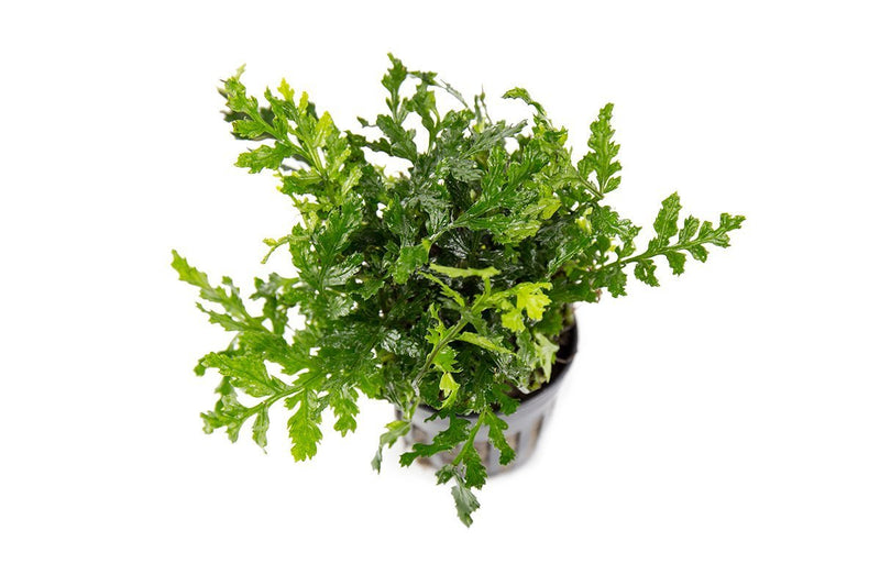 Mini Bolbitis (Baby Leaf) Aquatic Plant - Buce Plant