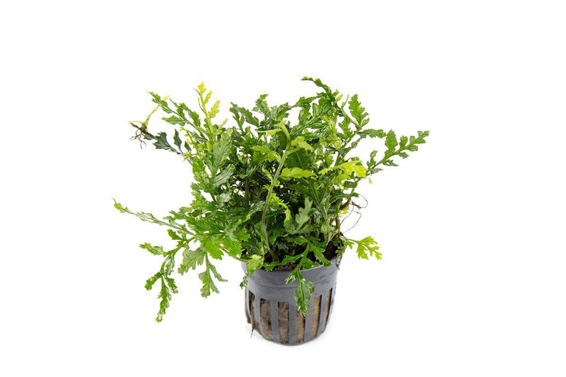 Mini Bolbitis (Baby Leaf) Aquatic Plant - Buce Plant