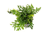 Mini Bolbitis (Baby Leaf) Aquatic Plant - Buce Plant