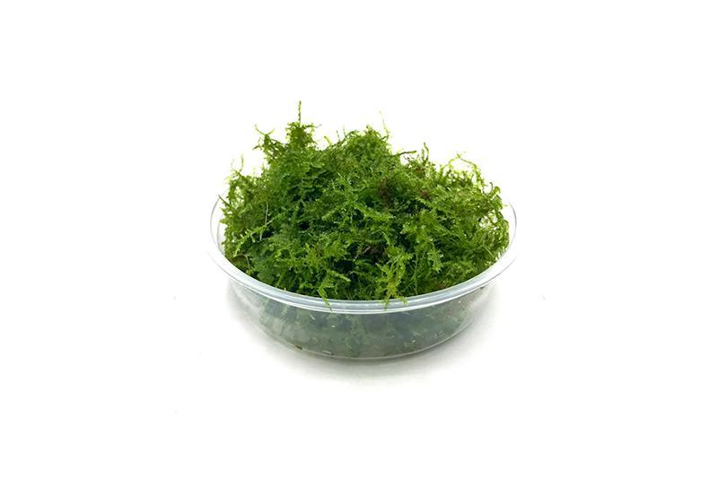 Close-up of BUCE Mini Christmas Moss, vibrant green moss suitable for terrariums and miniature landscape decoration.