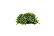 Mini Christmas moss on stainless steel display, showcasing lush green moss with a sleek metal base, by BUCE.