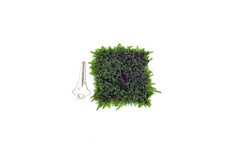 Mini Christmas moss on stainless steel base, showcasing lush green moss with a festive holiday appearance.
